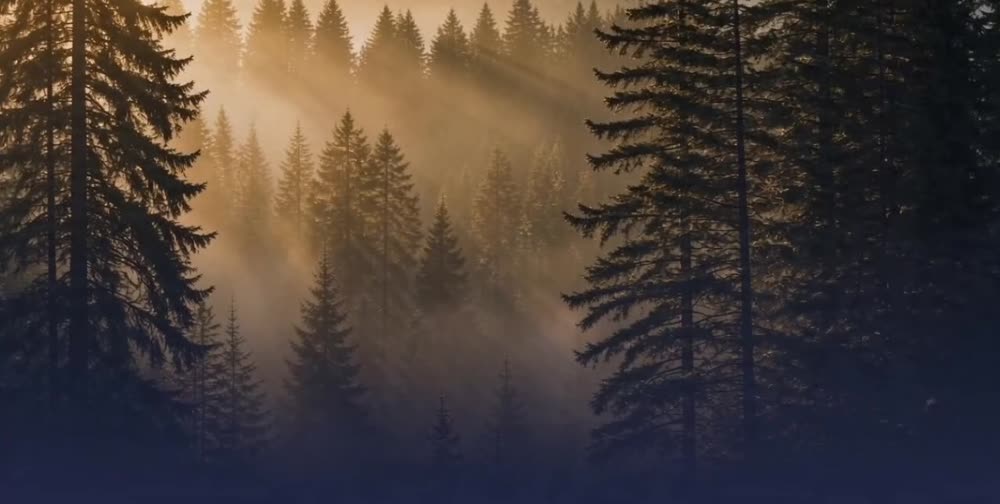 Golden sunrise light filtering through a misty evergreen forest